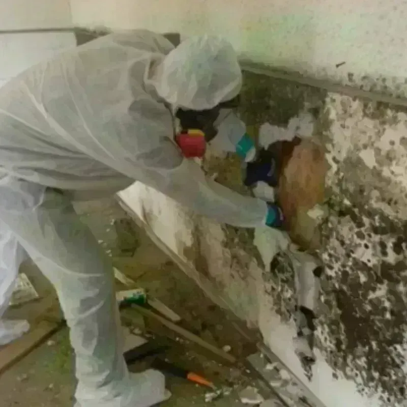 Mold Remediation and Removal in Ketchikan, AK